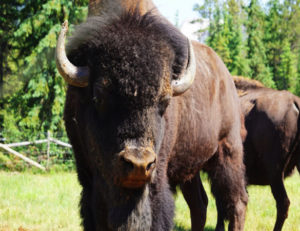 buffalo up close