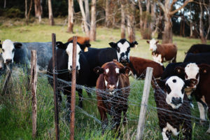 cows standing behind a barbed wire fence