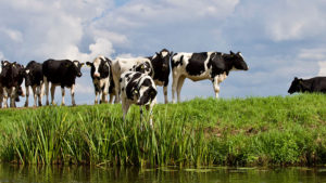 cows standing in grass near water