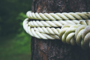 a rope wrapped around a tree
